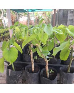 ต้นพันธุ์ผักสาบผักอีนูน
